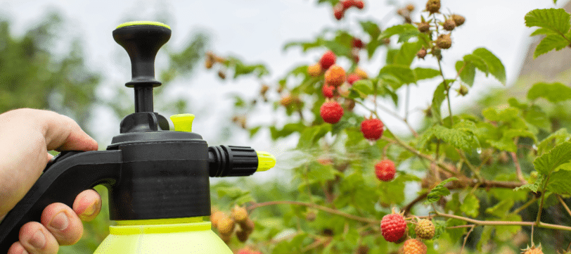 Descubre qué es un corrector foliar y el momento clave para aplicarlo.