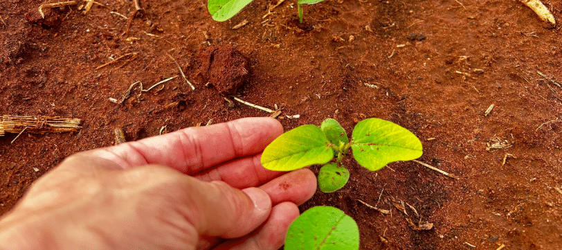 Descubre en qué consiste la nutrición foliar, sus principios básicos y cómo aplicarla correctamente.