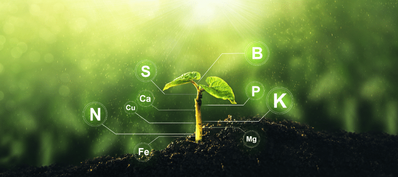 Aprende qué es la nutrición vegetal y su importancia para el rendimiento agrícola.